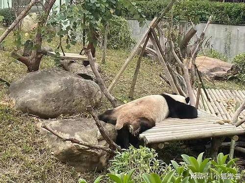 娱乐吃瓜酱南宁动物园,探秘动物乐园，共享欢乐时光